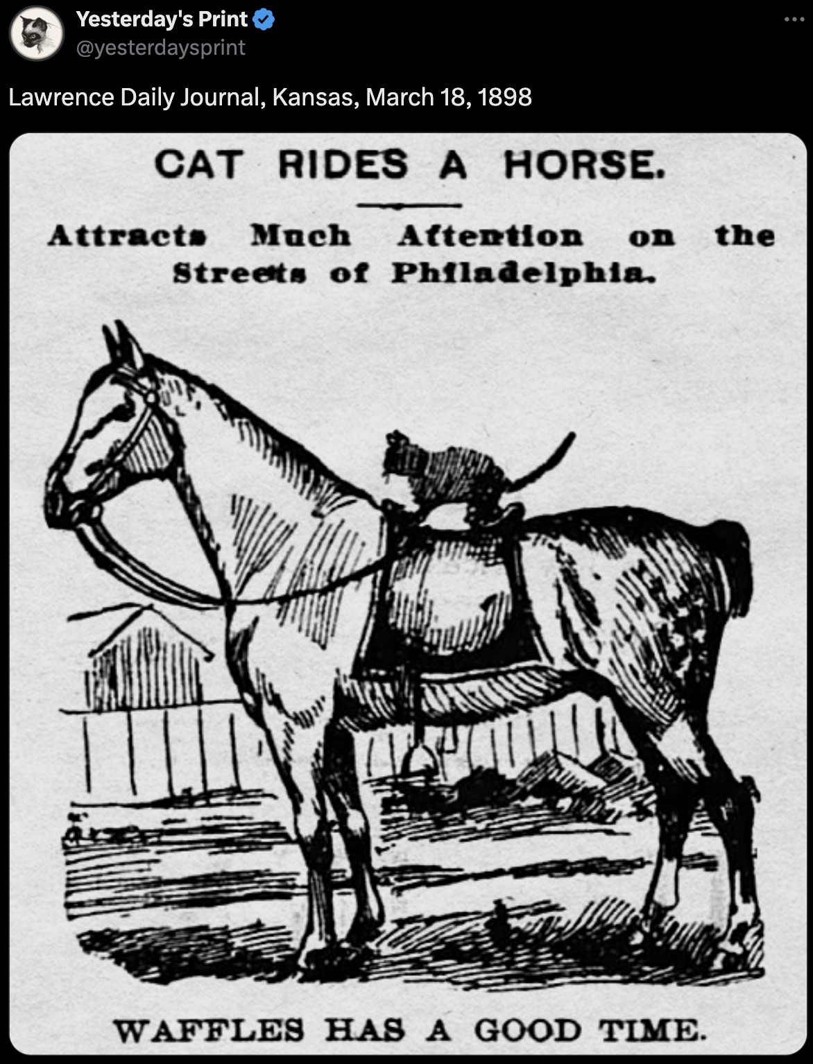 mare - Yesterday's Print Lawrence Daily Journal, Kansas, Cat Rides A Horse. on Attracts Much Attention Streets of Philadelphia. Waffles Has A Good Time. the